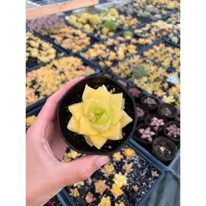 Haworthia cymbiformis ssp. "gold" - April Farm/Rare Succulents