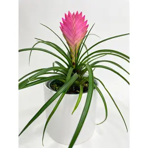 Tillandsia Cyanea 'Pink Quill' Bromeliad