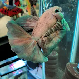 Jade Mist Betta Plush