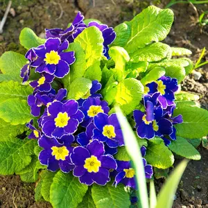 Blue Evening Primrose Seeds Fast-Growing Self-Seed Fragrant Attracts Pollinators Biennial GMO Free Beds Borders Patio Garden Outdoor 100Pcs Flower Seeds