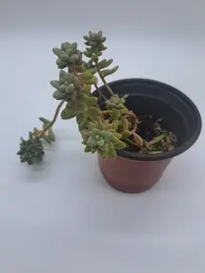 Donkey's Tail