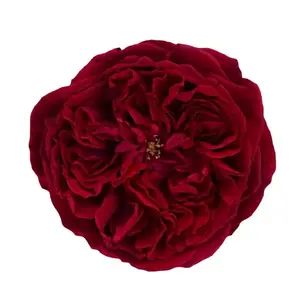 Garden Rose Tess (David Austin) - 48 Stem Bunch