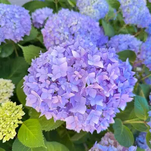 Easy to Grow Hydrangea Seedlings Potted Plants for Home Garden Courtyard Balcony Outdoor Landscape Decoration elegant bloom