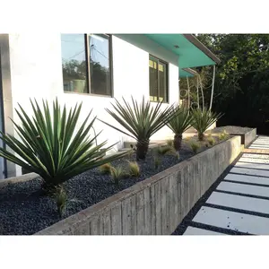 Yucca 'Spanish Dagger'