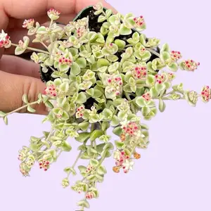 Sedum Little Missy / Ground Cover Succulent Plant