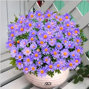 2000+ New York Aster Seeds - Wholesale Ornamental Flower Seeds, Perfect for Gardening Enthusiasts, Heirloom, Non-gmo Garden Seeds
