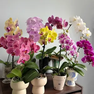 Mix Orchid Seeds for Planting in Home Garden - Non-GMO Heirloom Plant Seeds Garden Outdoor