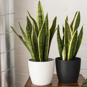 Sansevieria Laurentii (Viper’s Bowstring Hemp, Variegated Snake Plant, Mother-in-Law’s Tongue, African Spear) live plant 2-3 ft  tall