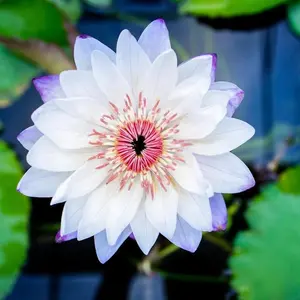 Non-GMO Lotus Seeds (20Pcs) – Perfect for Planting in Water Gardens, Ponds, and Bowls