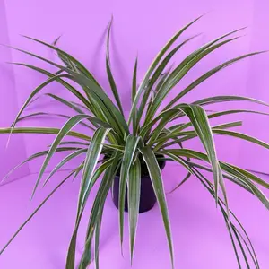 Spider Plant Variegated 6” | Variegated Spider Plant | Live Plant