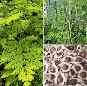 30 Organic Moringa Oleifera Drumstick Seeds Non-GMO for Sprouting, Planting, Cooking. Unprocessed Seeds with Wings. Grow Moringa