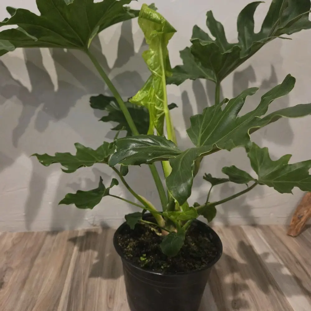 Philodendron selloum 12" pot