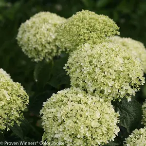 Invincibelle Limetta® Hydrangea