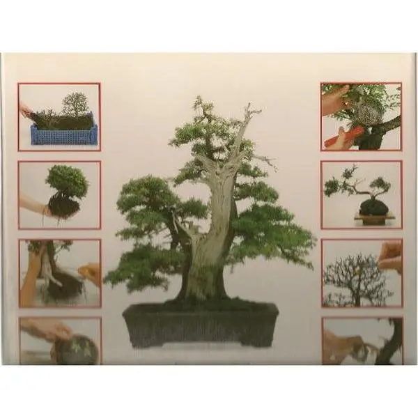 Used Hardcover Book - A Step-by-Step Bonsai Growing & Displaying Tutorial by Colin Lewis (English)