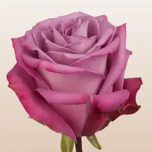 Moody Blues Roses - Intense Lavender Rose with Darker Outer Layers & Delicate Interior Petals - Premium Ecuador Imported - 50cm Total Length