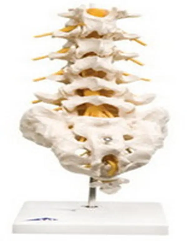 Fabrication Enterprises 12-4541 Anatomical Model, Lumbar Spinal Column for Hospitals, Clinics, Fitness Centers