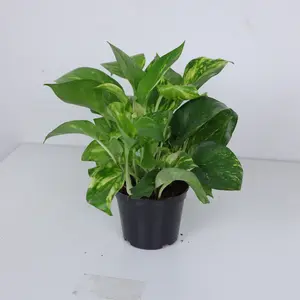 LZ03  Variegated Golden Pothos Live Plant in 4 Inch Nursery Pot, Epipremnum Aureum with Green and Yellow Marbled Leaves, Trailing Indoor Houseplant for Home Office Shelf Desk and Bright Spaces