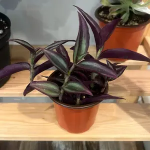 Tradescantia Zebrina - 4in Potted House Plant, Easy-Care Indoor Foliage Plant for Home Decor