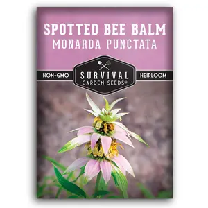 Spotted Bee Balm - Dotted Horsemint