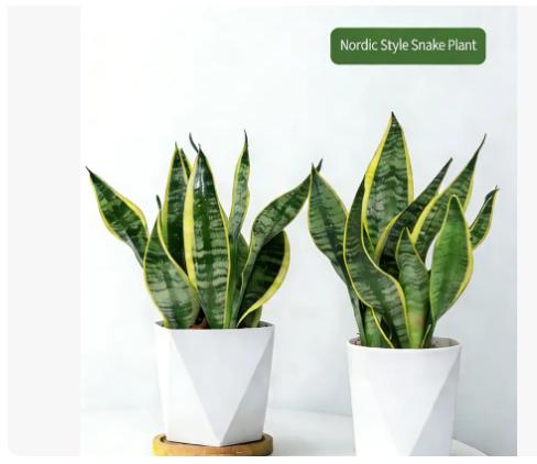 Live Exclusive | Live Snake Plant Indoor – Hardy Sansevieria Houseplant Easy Care Home Decor Plant