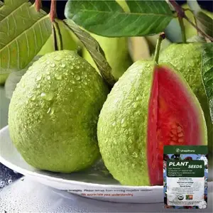 200+Tropical Red Guava Seeds – Compact Fruit Tree for Backyard & Pots, Exotic Red Flesh Fruit, Fast Growing Container Friendly Annual