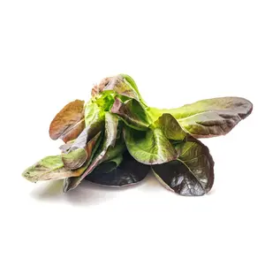 TomorrowSeeds - Cimmaron Red Romaine Lettuce Seeds -  Lactuca Sativa Wild Mexican Salad Greens Leafy Cos Spinach Vegetable Seed Non GMO 2024