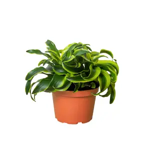 Dracaena Tornado (Dracaena fragans)