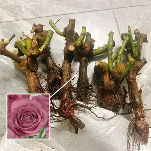 Pink rose living plant, mature old root pile, stable growth performance