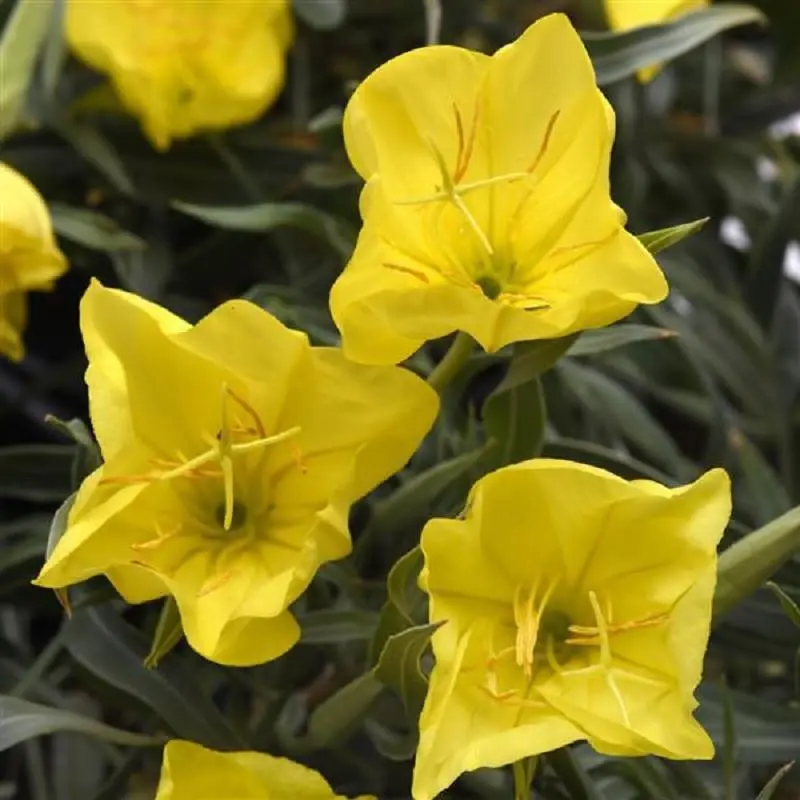Evening Sun Evening Primrose