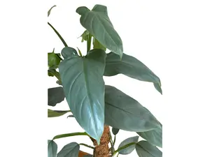 Philodendron hastatum Silver Sword