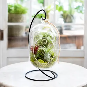 Modern Hanging Capsule Air Plant Terrarium with Moss