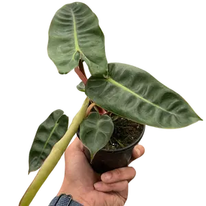 Philodendron 'Billietiae'