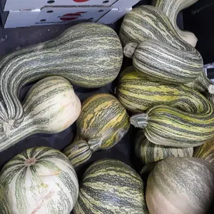 Organic Cushaw Green Striped Pumpkin Seeds (Cucurbita argyrosperma) – Unique Heirloom Variety, Sweet, Nutty Flavor, Great for Baking – 10+ Seeds