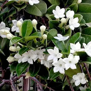 30+ Climbing Jasmine Flower Seeds | Fragrant Non-GMO Vines for Gardens, Trellises & Balconies | Easy to Grow