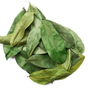 Soursop Tea Bags – Premium Antioxidant Herbal Tea in Fine Mesh & Cotton Pouches