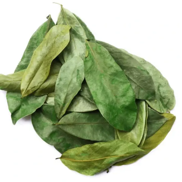 Soursop Tea Bags – Premium Antioxidant Herbal Tea in Fine Mesh & Cotton Pouches