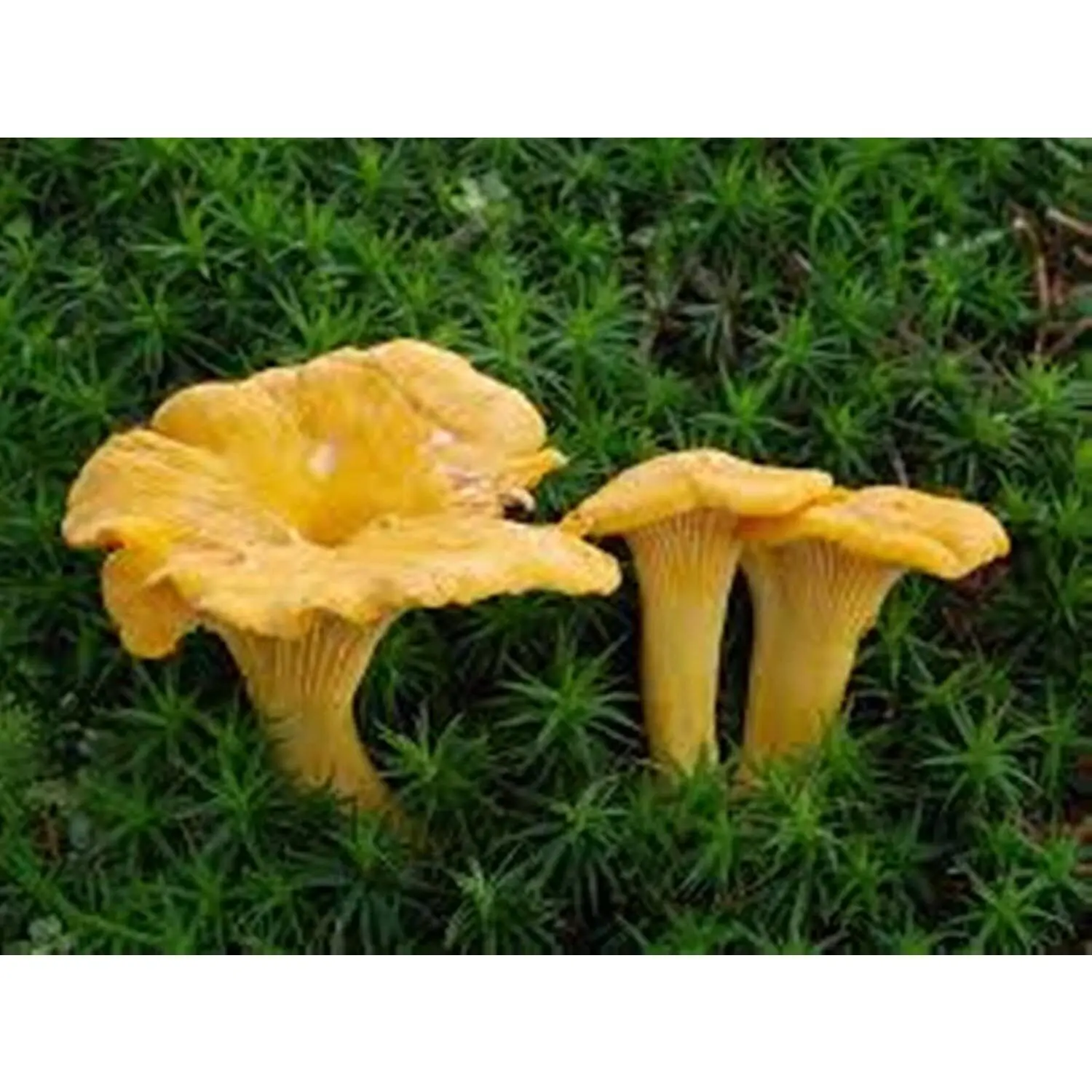 Chanterelle Mushroom Spores in Sawdust Bag Garden Seeds Makes 5 gal chunky soil mushroom Bag