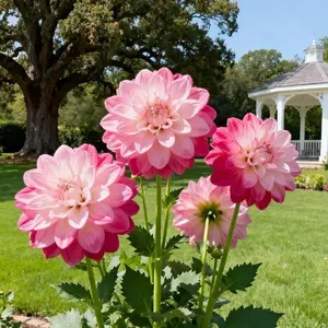 200 Pcs Dahlia Flower Seeds for Planting – Mixed Color Garden Flower Seeds for Backyard Beds, Outdoor Landscapes, Borders and Home Garden Decoration, Seeds Only Not Live Plants