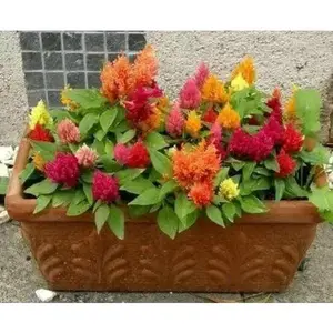 Celosia Plants -  Mixed , ANNUAL FLOWERS