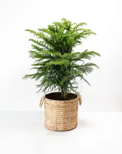 Norfolk Island Pine