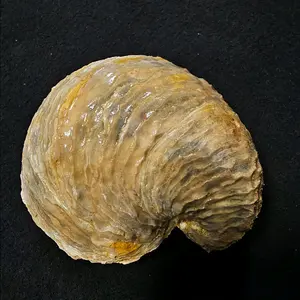 Texas Fossilized Oyster Shell