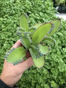 Kalanchoe Mexican Hat Plant Live Houseplant in 2.5" Pot with Plantlets Included