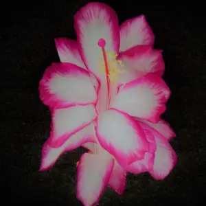 White pink Christmas Cactus Starter Plant - Sugar Plum Fairy - Schlumbergera - live Starter Plant