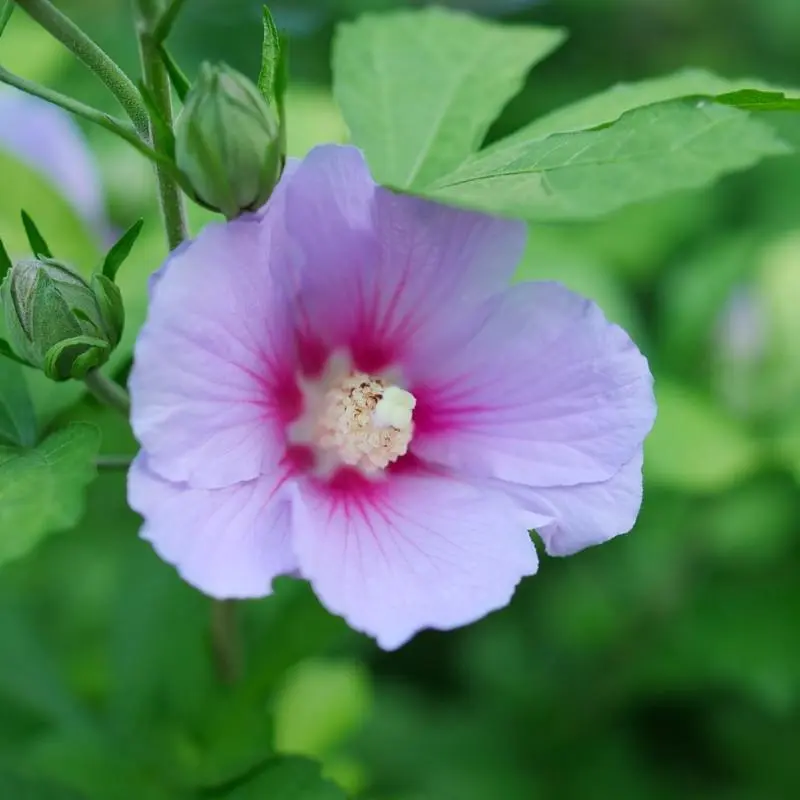 Paraplu Adorned™ Hibiscus