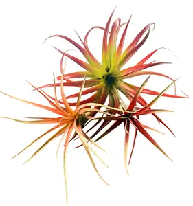Winter 3 Pack Air Plants Red Theme Holiday Gift Ideas Live Air Plants Air Purifying No Dirt Needed Easy Care Indoor Plant Colorful Decoration Plant