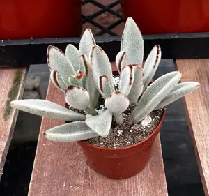 Panda Plant Succulent (4 inch), Ramsey Succulents