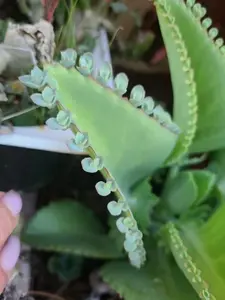 15 seeds Mother of Thousands Kalanchoe Succulent Mexican Hat Plant daigremontian