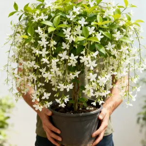 Jasmine Seeds Bridal Veil High Germination Rate Nodding Clerodendron Easy to Grow Long Lasting Aroma for Home Garden Fragrant Blooms Rare Cascading Jasmine Perfect for Balconies & Indoor Pots