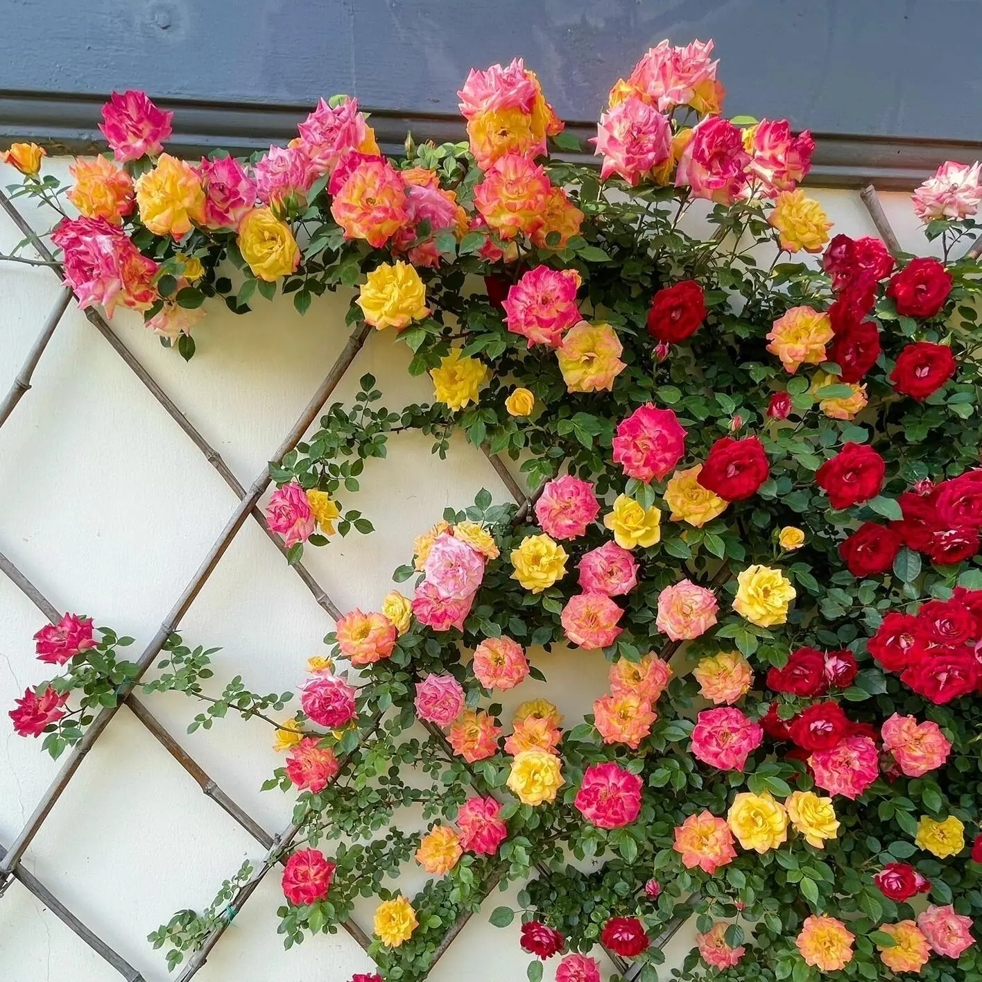 lantana plant seeds Shirley Annette' Lantana Seeds (Lantana camara) – Frozen Seed Capsules™ main image 0