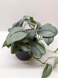 Scindapsus Platinum Java